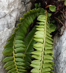 Polystichum lonchitis