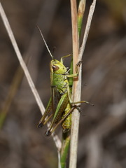 Pseudochorthippus parallelus
