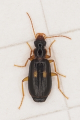 Dromius fenestratus