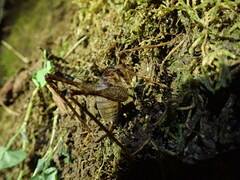 Tachycines asynamorus