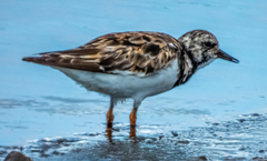 Arenaria interpres