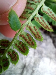Polystichum lonchitis