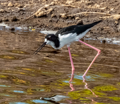 Himantopus mexicanus knudseni