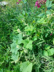 Impatiens glandulifera