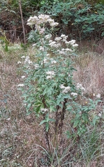 Eupatorium cannabinum