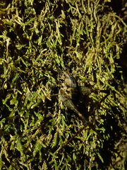 Tachycines asynamorus