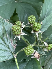 Rubus laciniatus