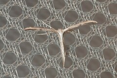 Emmelina monodactyla