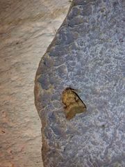 Xestia normanianus