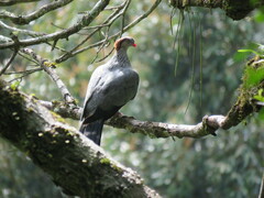 Lopholaimus antarcticus