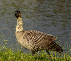Branta sandvicensis