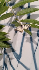 Iphiclides podalirius