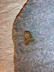 Xestia normanianus