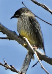Anthochaera carunculata