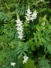 Galega officinalis