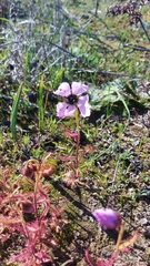 Drosera cistiflora