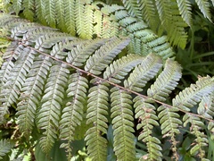 Cyathea