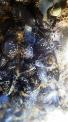 Mytilidae