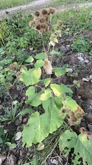 Arctium lappa