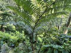 Cyathea