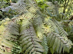 Cyathea
