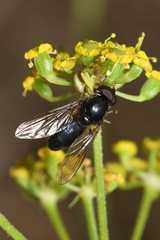 Cheilosia