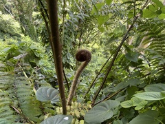 Cyathea