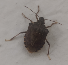 Halyomorpha halys