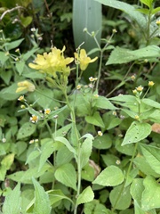 Brassica rapa