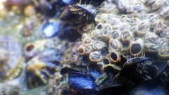 Mytilidae