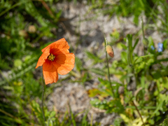 Papaver dubium