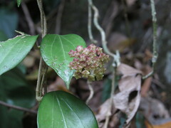 Hoya pottsii