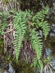 Athyrium anisopterum