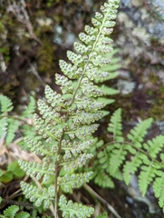 Athyrium anisopterum