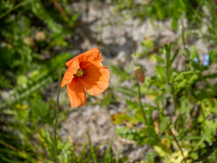 Papaver dubium