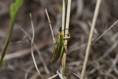 Pseudochorthippus parallelus
