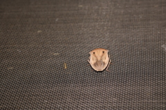 Chalcopis glandulosa