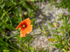 Papaver dubium