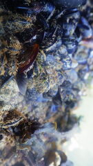 Mytilidae