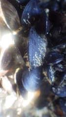 Mytilidae