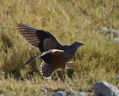 Pterocles burchelli