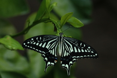 Papilio xuthus