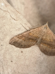 Scotopteryx chenopodiata