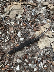 Turdus merula