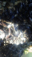 Mytilidae