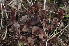 Veronica chamaedrys