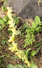 Artemisia verlotiorum