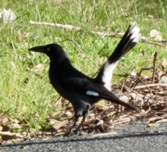 Strepera graculina