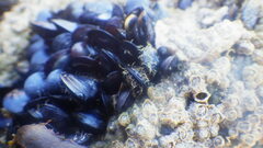 Mytilidae