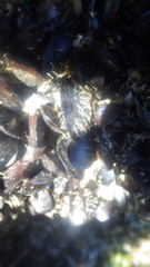 Mytilidae